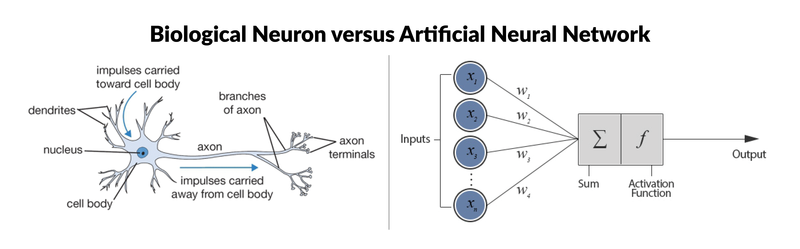 Biological Neurin versus Artificial Neural Network illustration